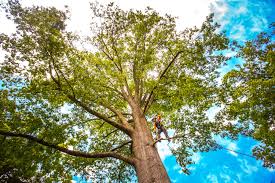 Leaf Removal in Houston, PA