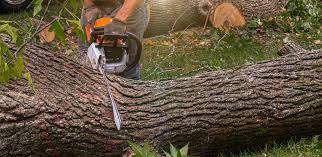 Best Lawn Disease Treatment  in Houston, PA