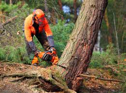 Best Lot and Land Clearing  in Houston, PA