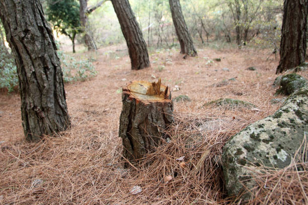 Best Firewood Processing and Delivery  in Houston, PA