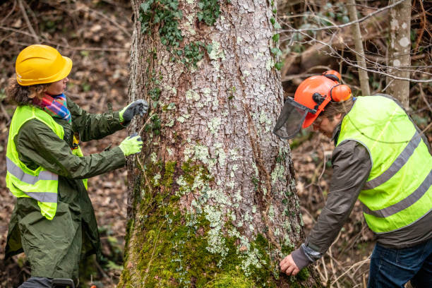 Best Tree and Shrub Care  in Houston, PA