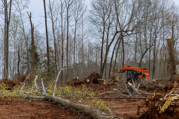 Professional Tree Care in Houston, PA