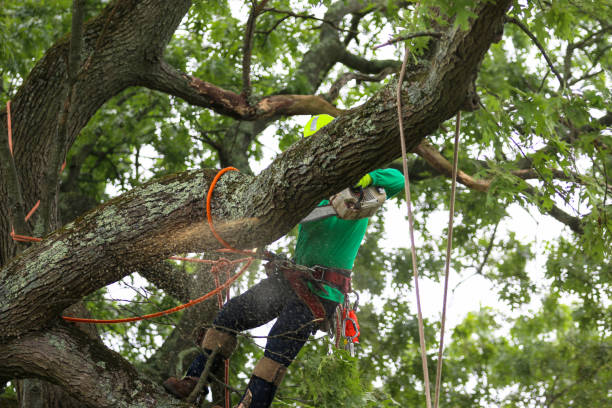 Best Arborist Consultation Services  in Houston, PA