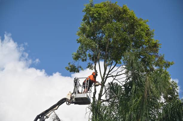 Best Lawn Maintenance Plans  in Houston, PA
