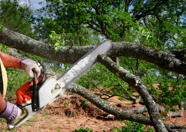 Best Tree Health Inspection  in Houston, PA