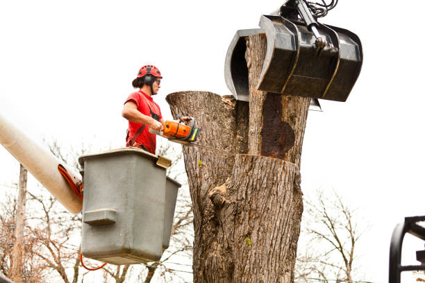 Best Stump Grinding and Removal  in Houston, PA