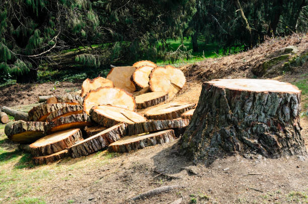Best Hazardous Tree Removal  in Houston, PA